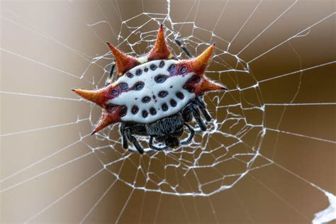 spiny orb weaver poisonous.